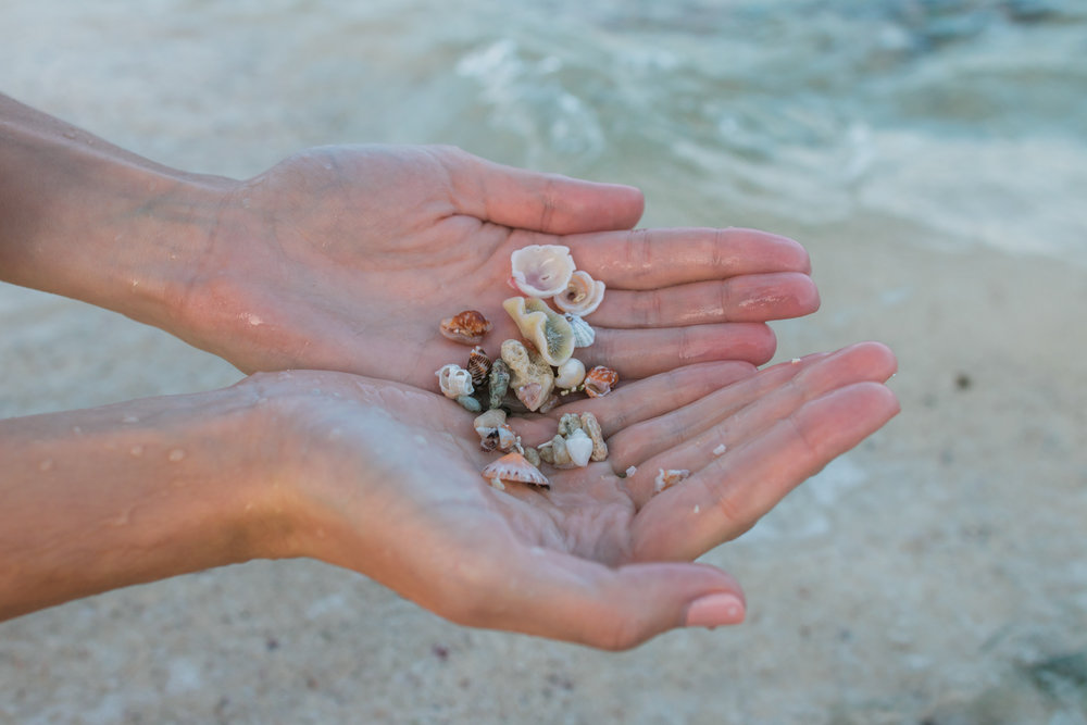 seashells-playa-del-carmen-beach