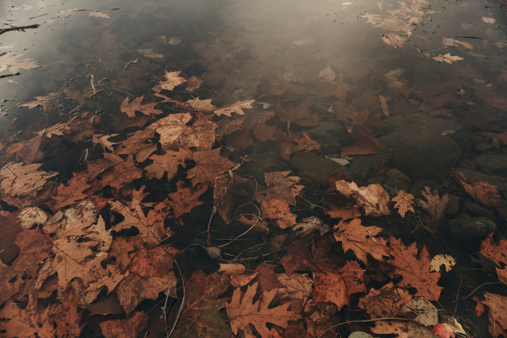 hugh-moore-park-fallen-leaves-photography-easton-pennsylvania