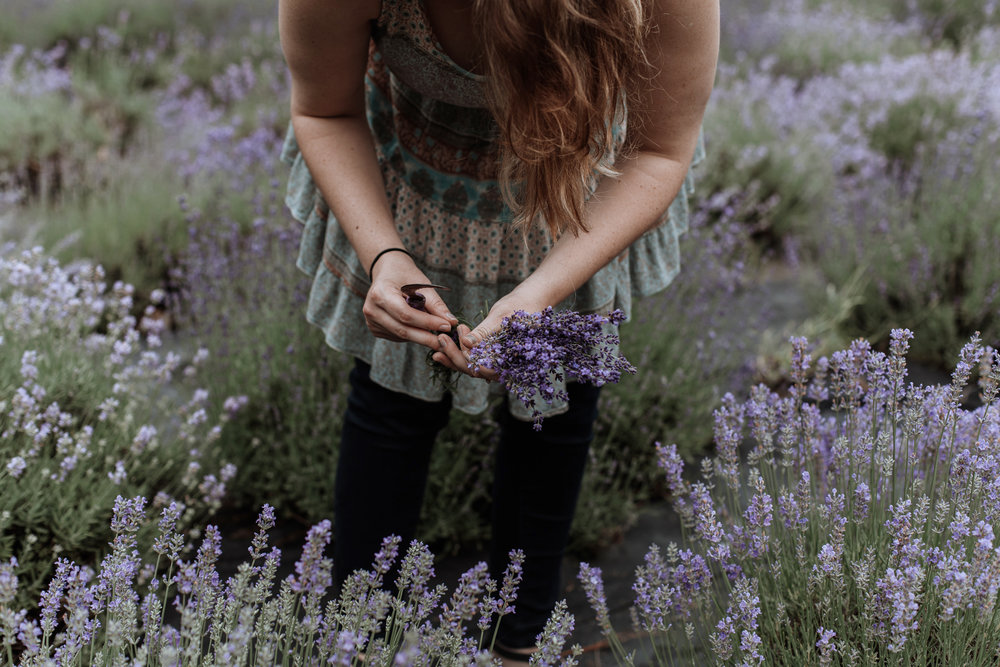 peace-valley-lavender-farm-natural-lehigh-valley-photography-2