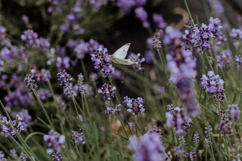 peace-valley-lavender-farm-natural-philadelphia-photography-34