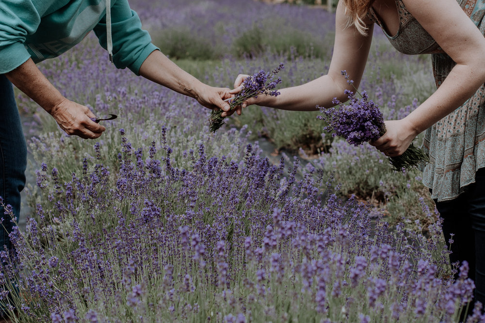 peace-valley-lavender-farm-natural-philadelphia-photography-5