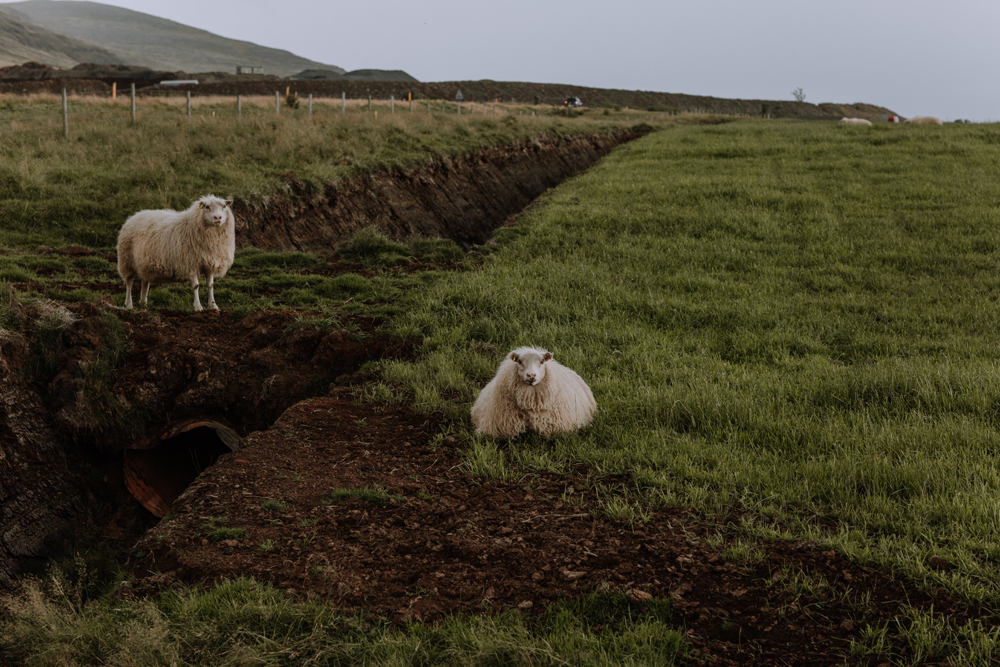 iceland-sheep-photography