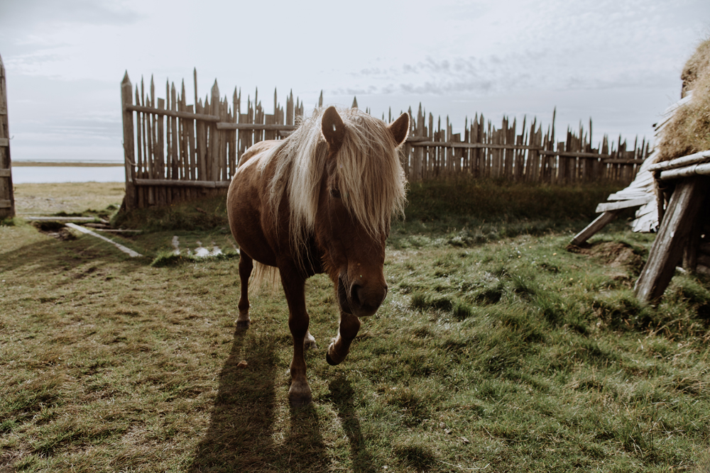 icelandic-horse-viking-movie-set-adventure-2