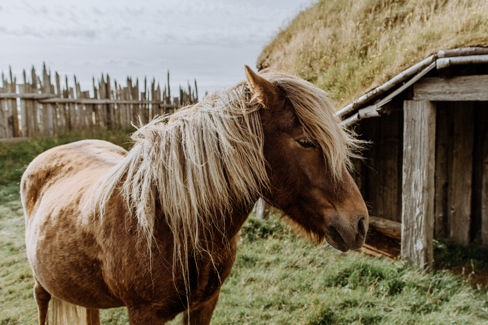 icelandic-horse-viking-movie-set-adventure-greg