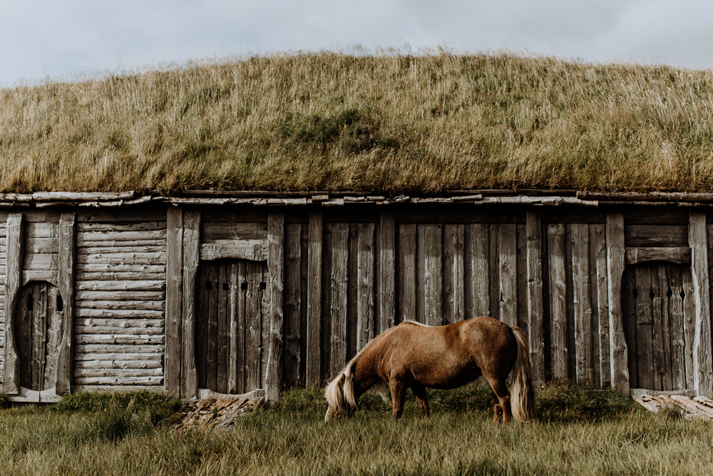 icelandic-horse-viking-movie-set-adventure-travel-9