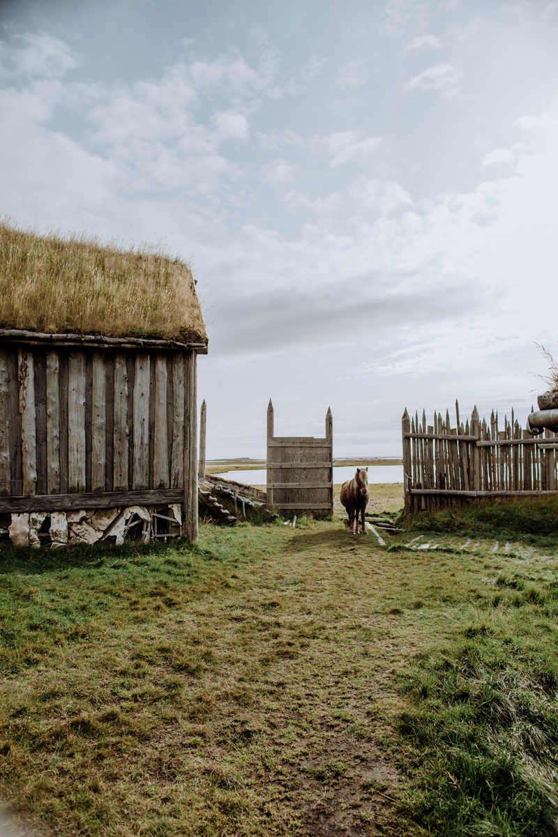 icelandic-horse-viking-movie-set-adventure