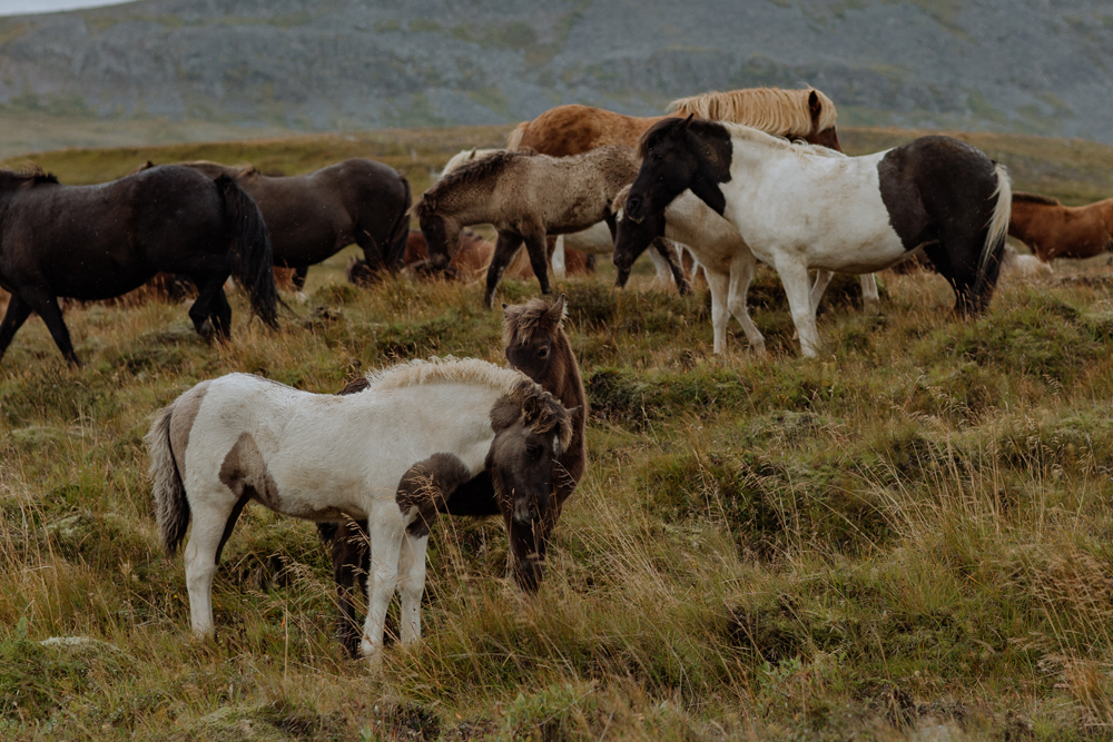 icelandic-horses-photography-grazing