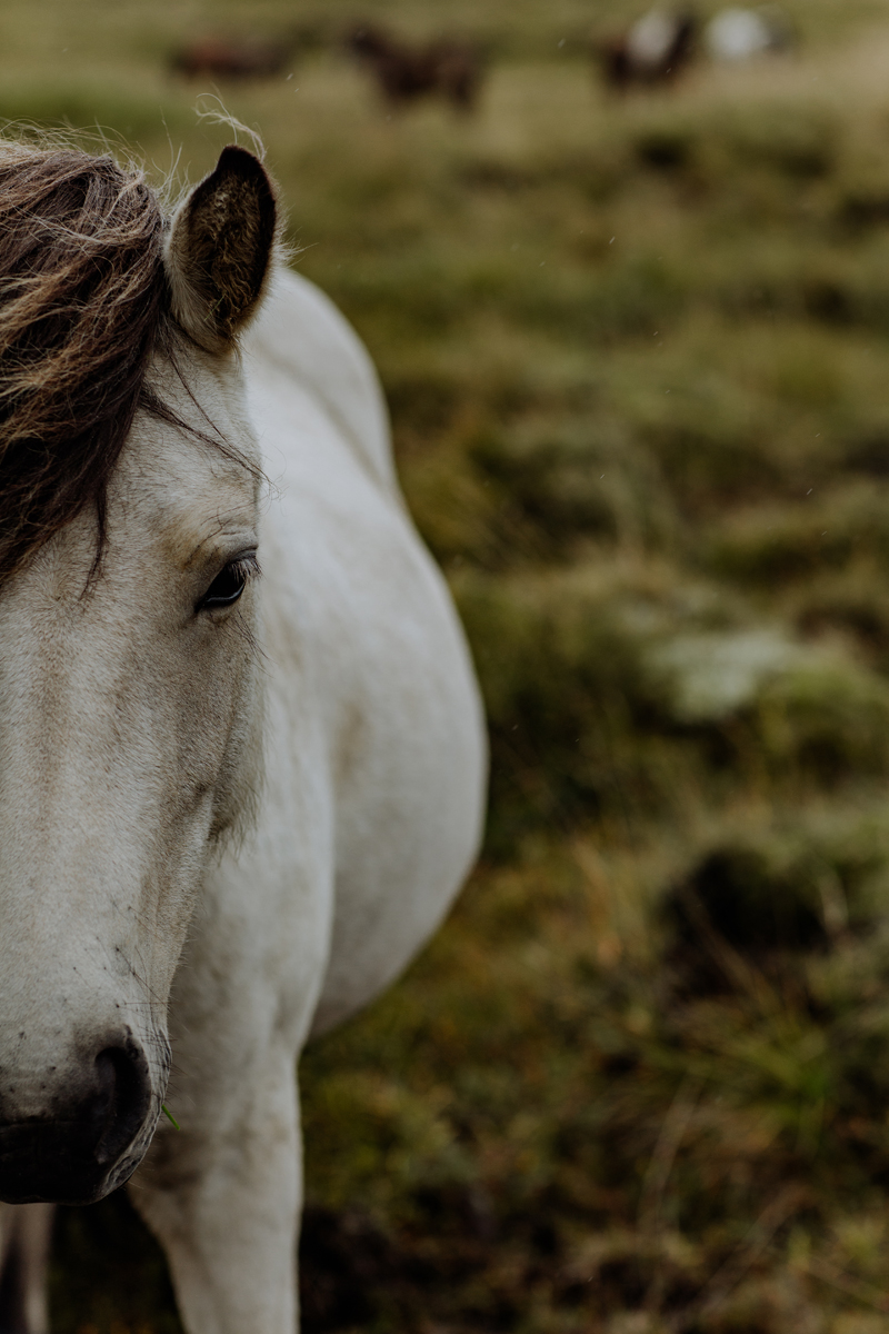 photogenic-icelandic-horse