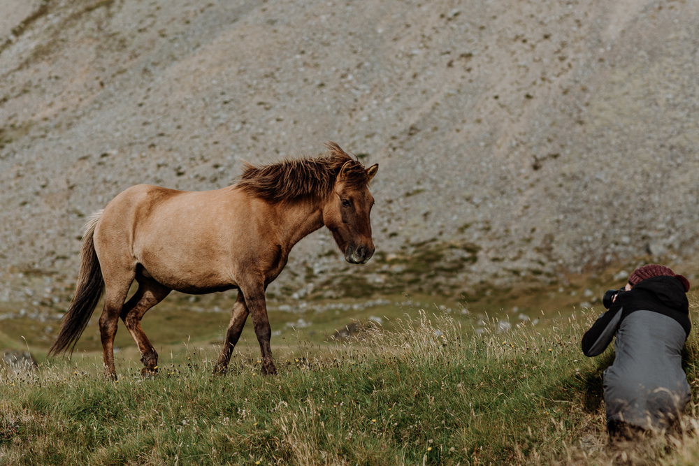 photographing-icelandic-horses