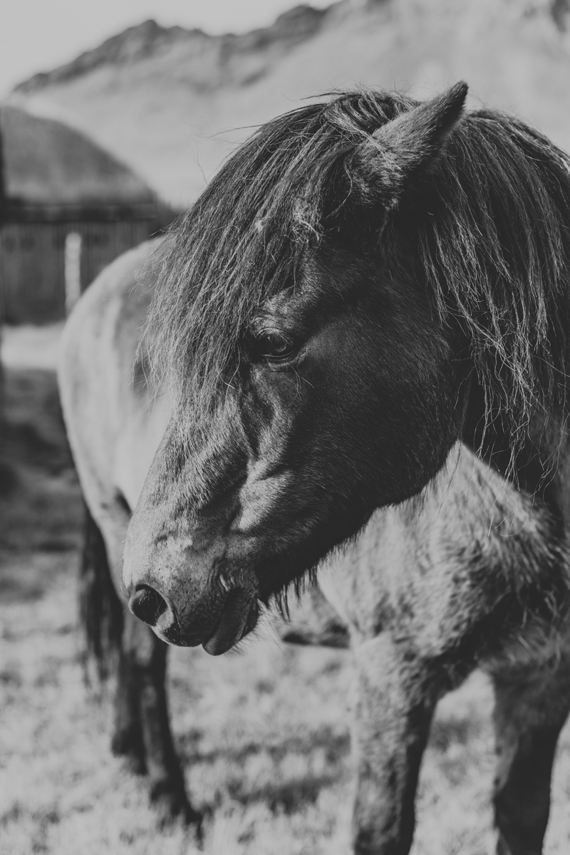 up-close-with-icelandic-horses