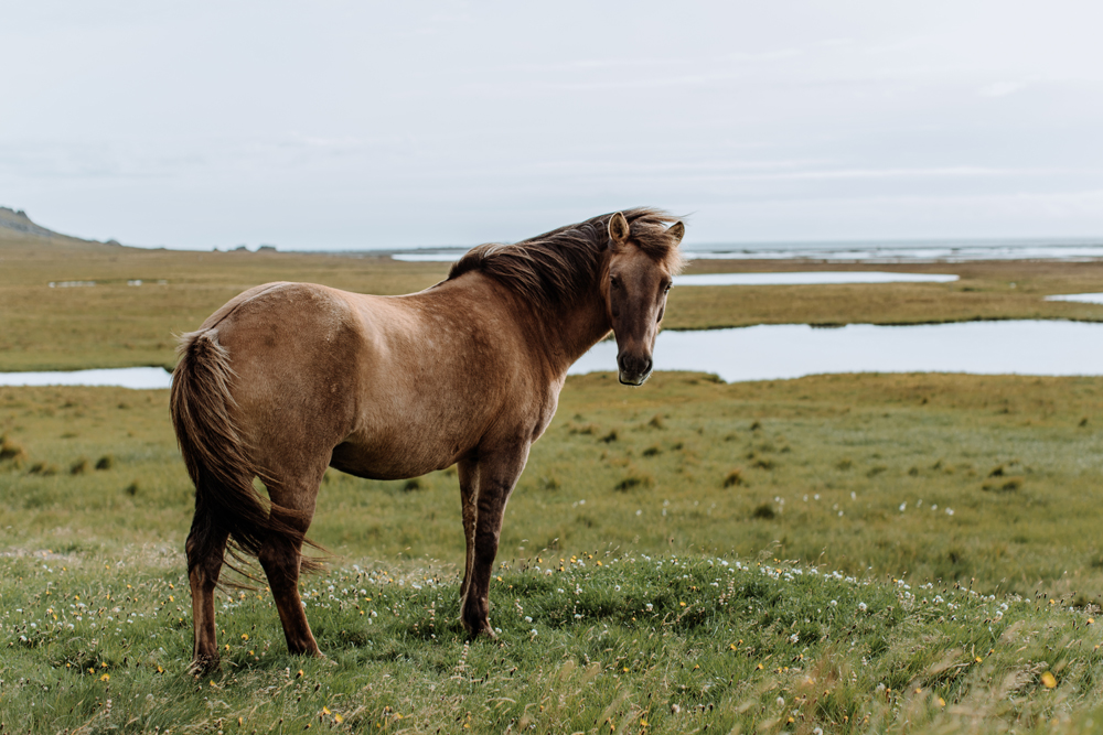 vetrahorn-viking-movie-set-horse