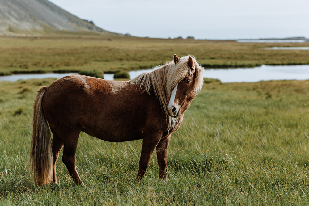 iceland-points-of-interest-horse