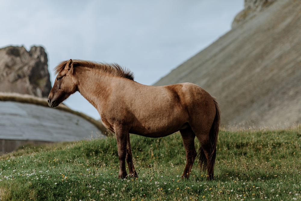 iceland-points-of-interest-horses