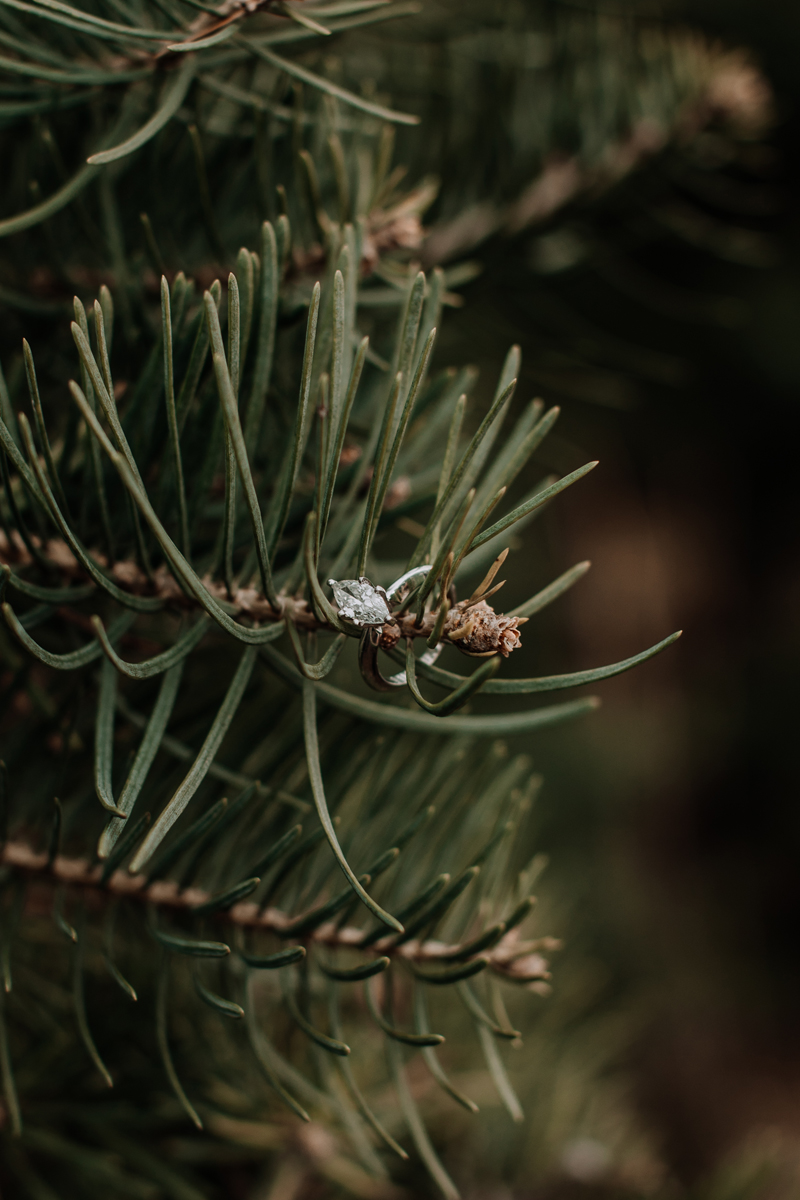 perfect-christmas-tree-farm-nj-engagement-ring-photographer