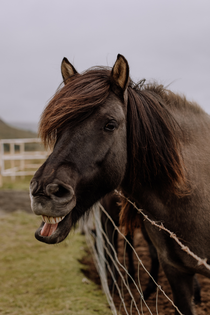 places-to-go-in-iceland-icelandic-horses-derp
