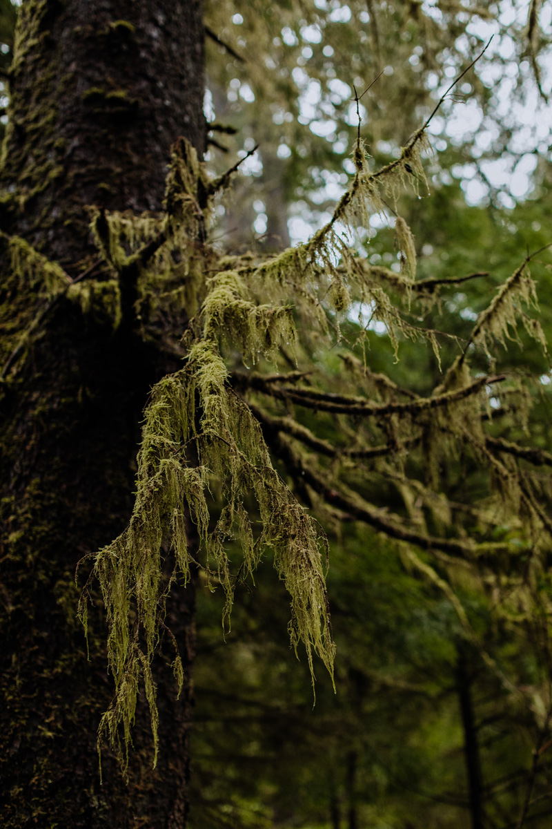 Oregon-Mossy-Forest