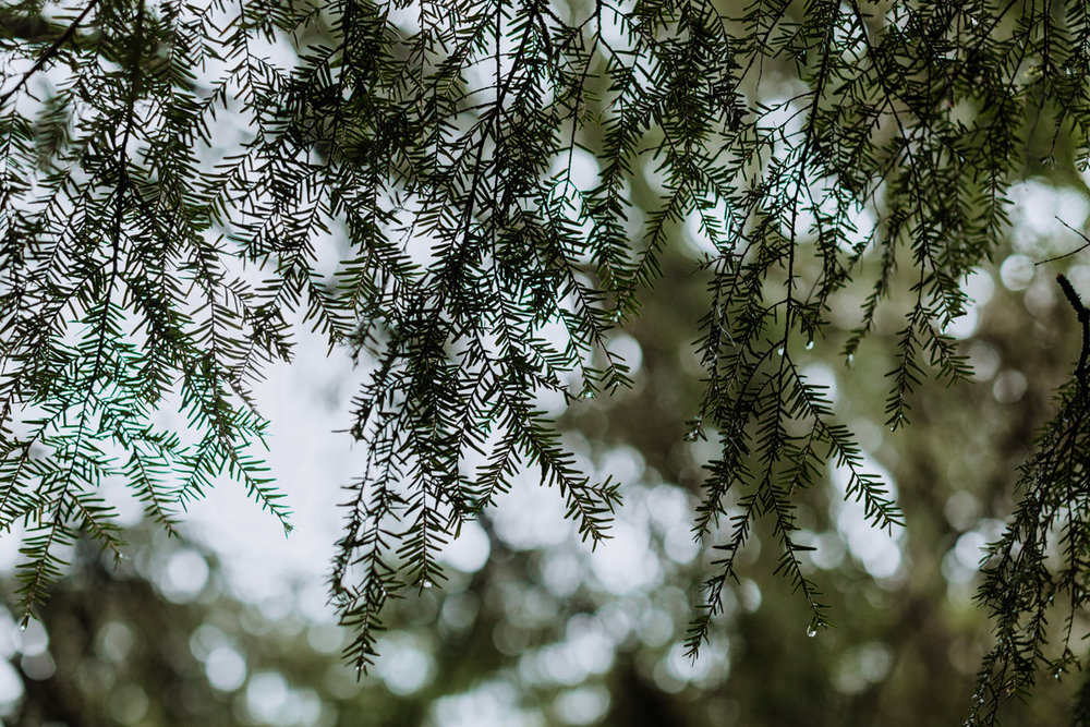 dewdrops-on-pinetrees-oregon