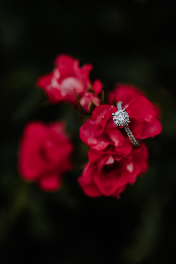 Close up of a engagement ring on a pink rose